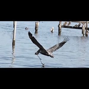 Meet your Posher, Dawn